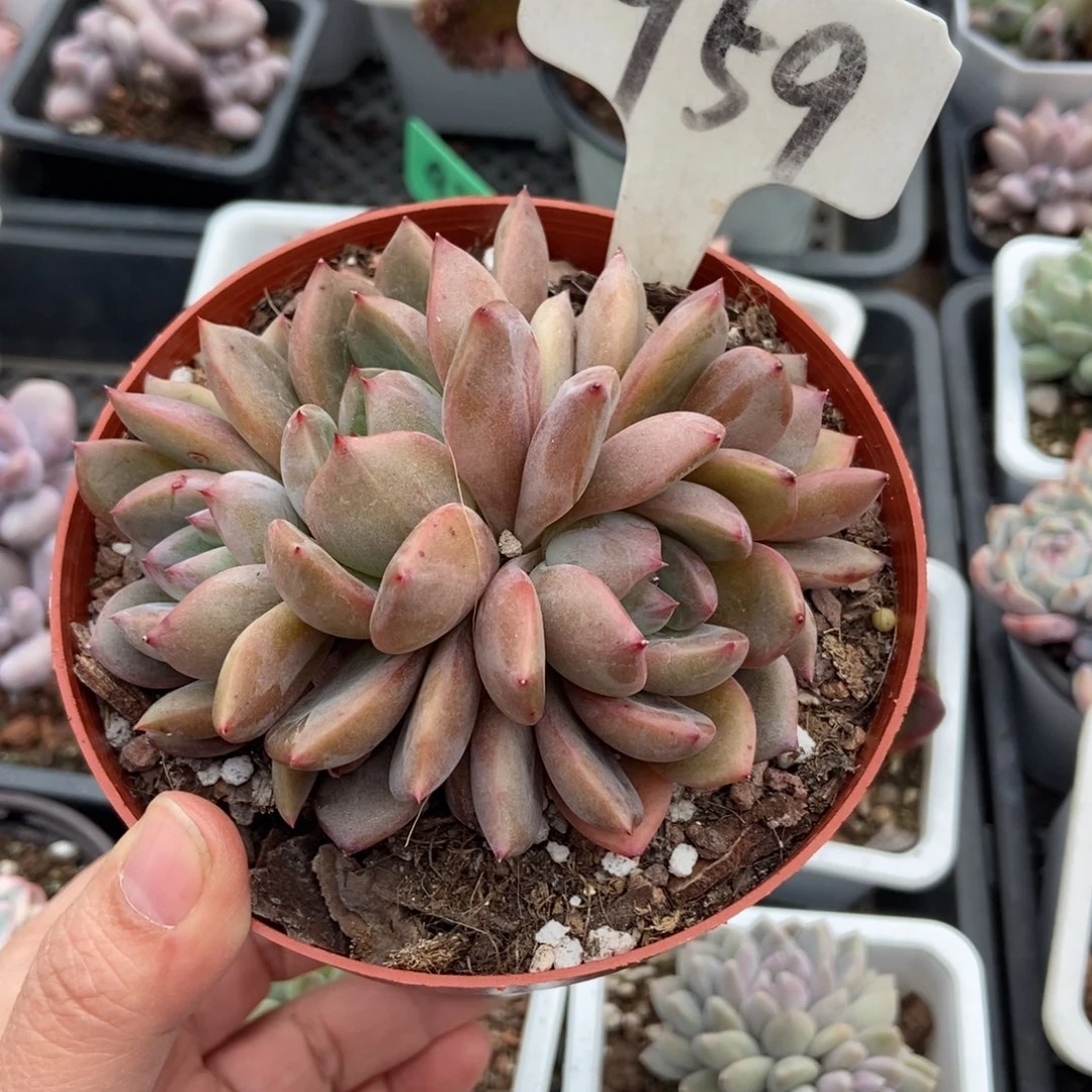 959夜魔侠多肉植物