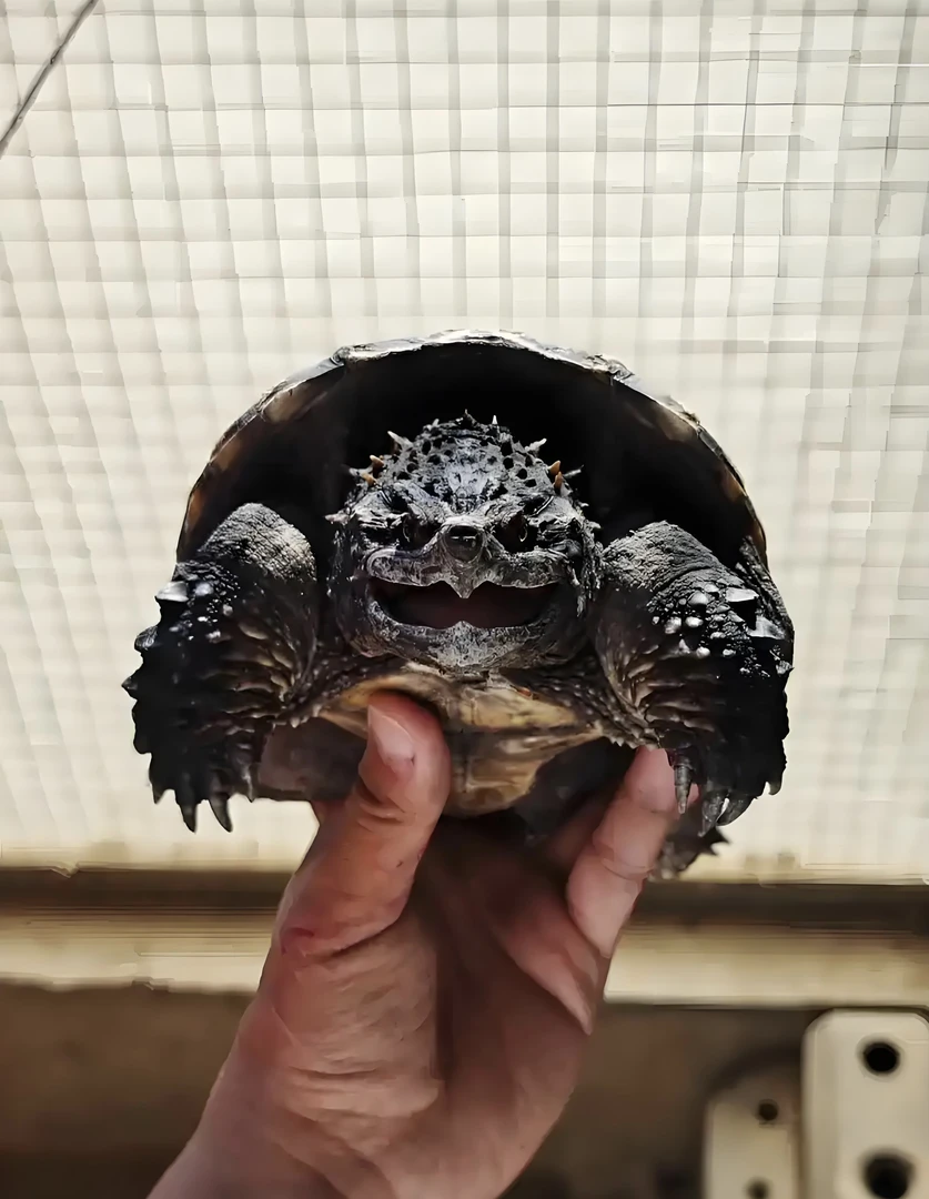 人工养殖观赏佛鳄龟