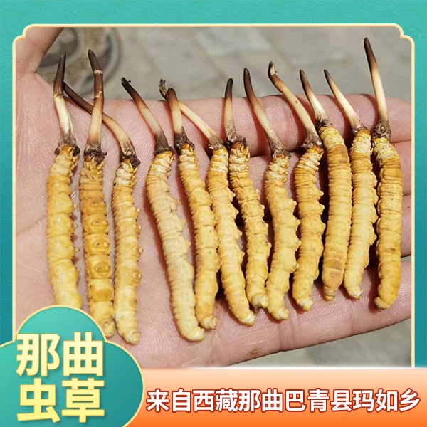 1.0克每根(平均)【西藏那曲巴青县玛如乡】干刷新鲜虫草