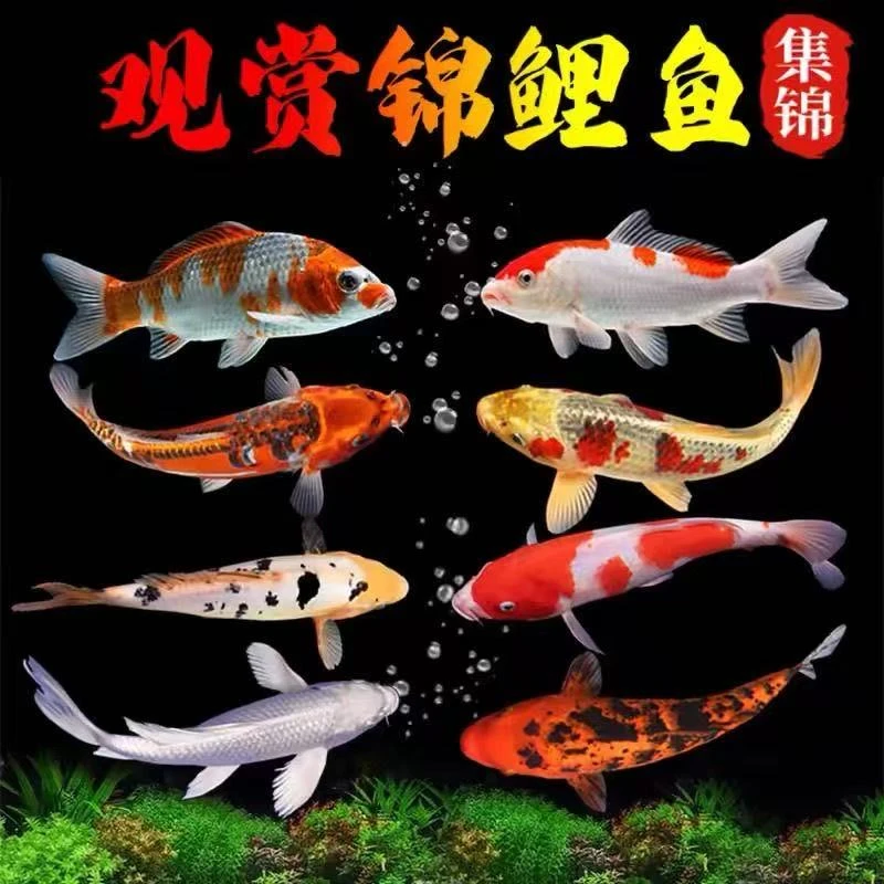 9-13厘米大尺寸7条血统锦鲤介子红白三色观赏鱼活体冷水鱼