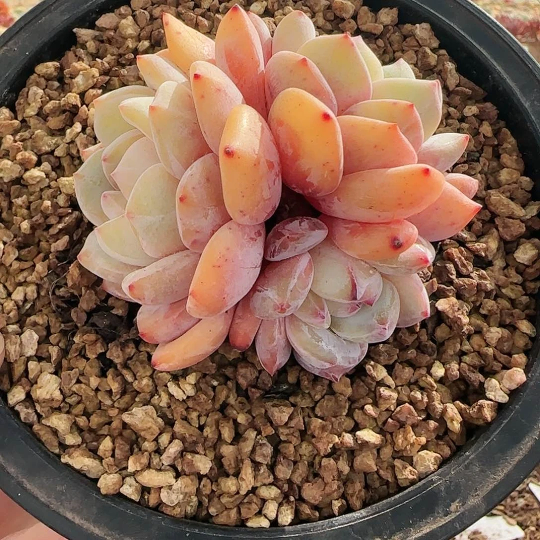 雪天使3头19.9           肉