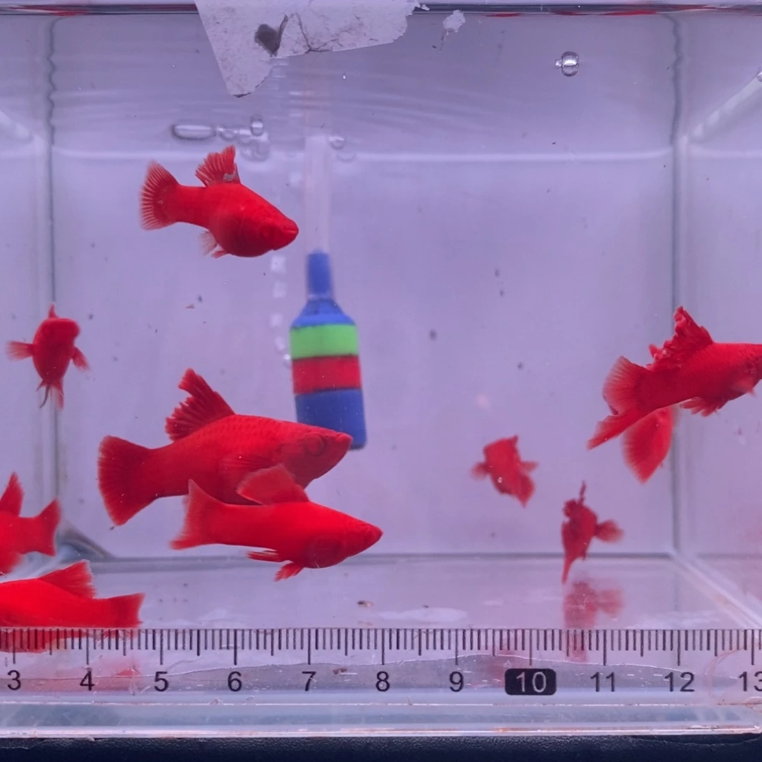 老***猫海水鱼清缸鱼苗10条，瑕疵款