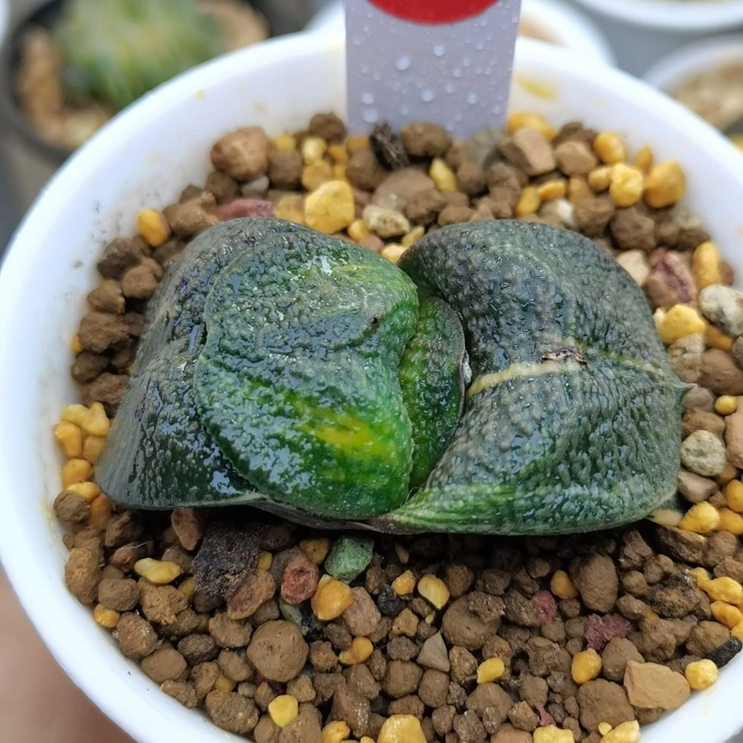 187号实生军配卧牛锦一物一拍带盆土发货