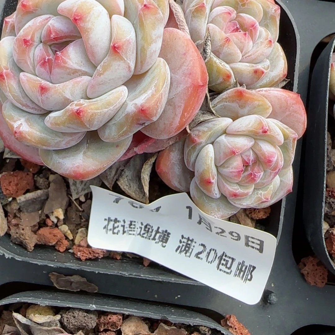 花语逸镜0129-767