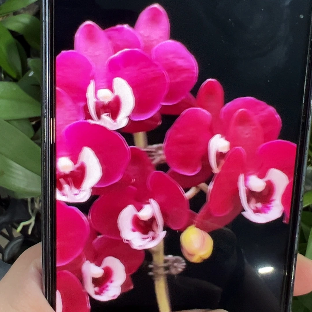 当前无花栽培后可以开花微瑕疵久久团圆，凑单发货
