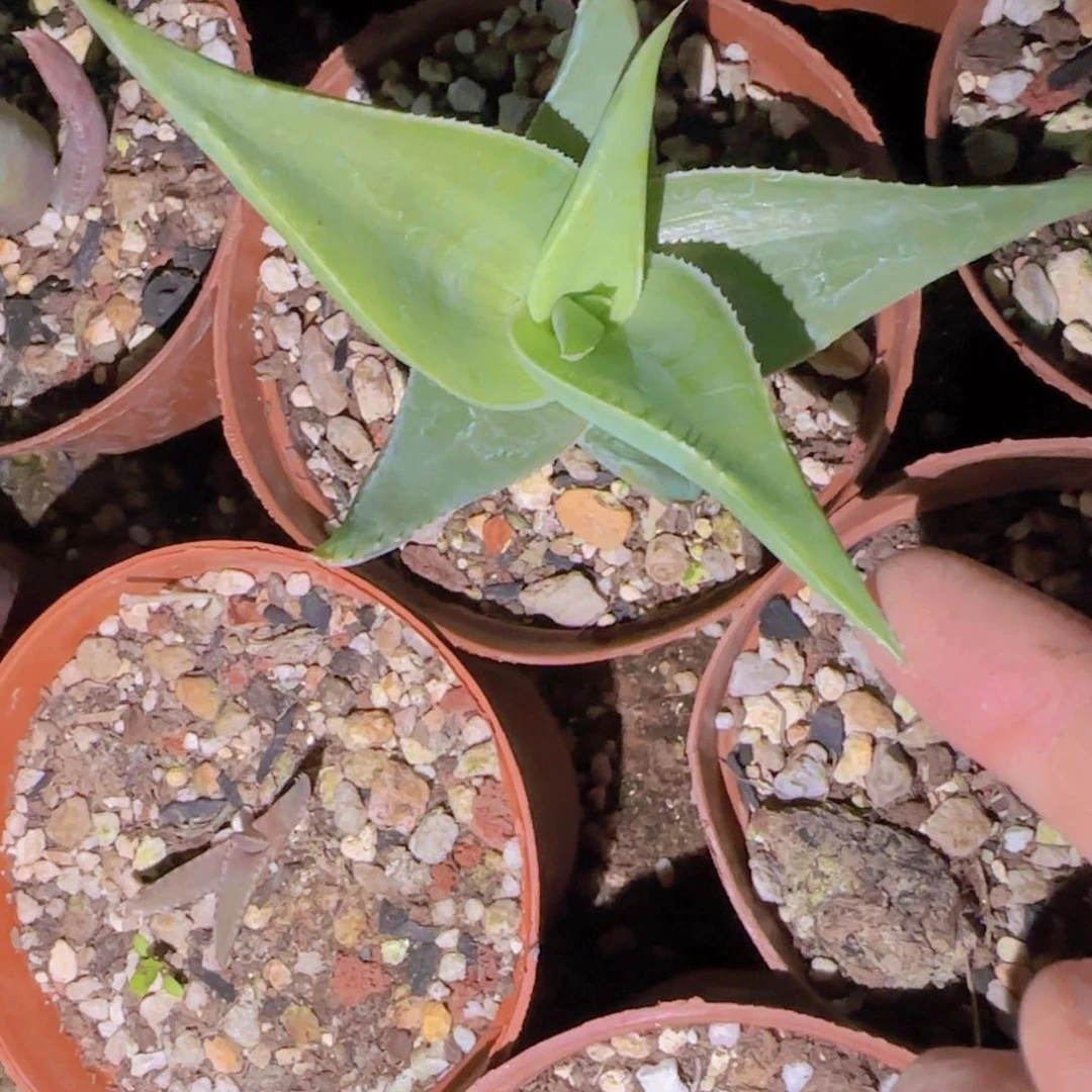 丰块根植物块根植物
