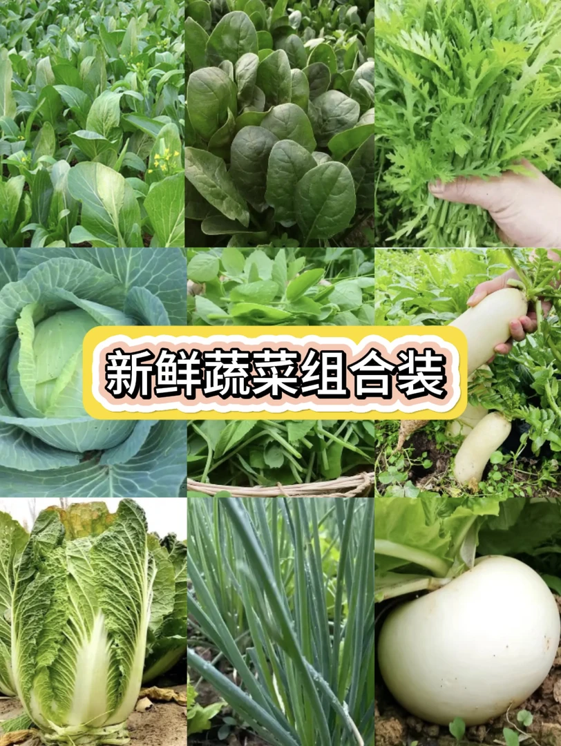 农村新鲜蔬菜组合装