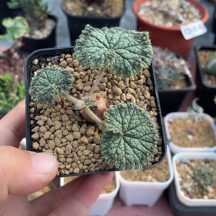 244圆叶杨葵块根，