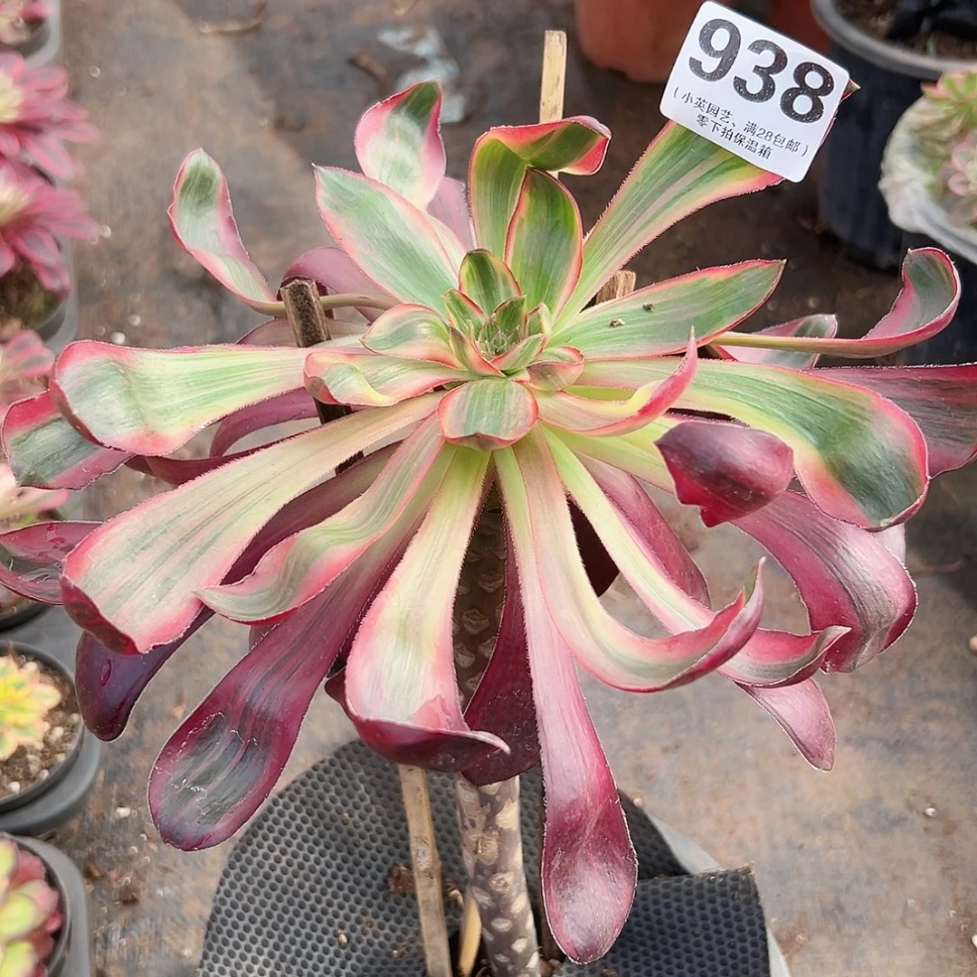 红魔女938多肉植物