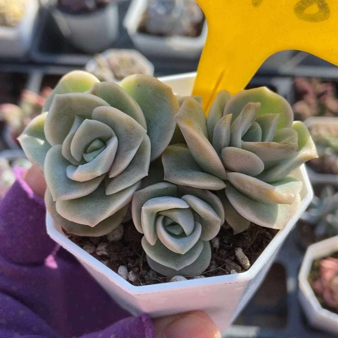 948可爱玫瑰多肉植物