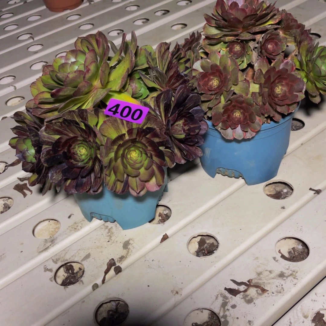 两盆法师7////////5包邮