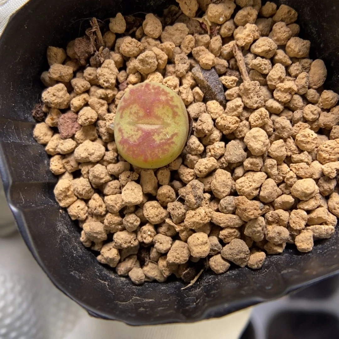 多肉植物肉锥杂交K-3684 墨杂