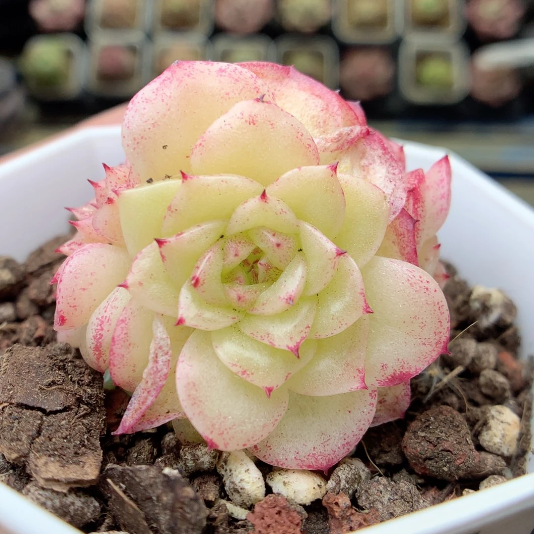 X40 ，20包邮两天凑单