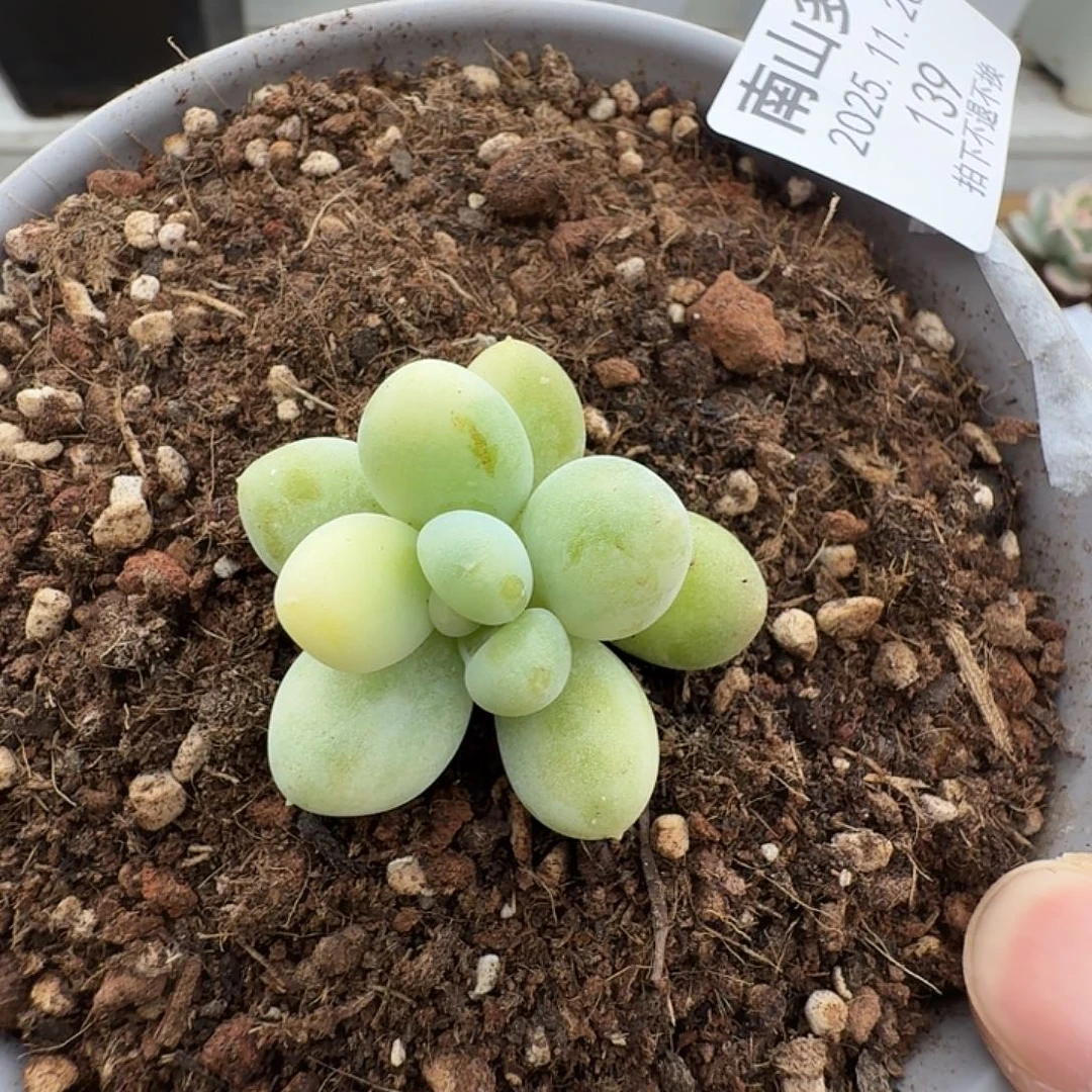 奶酪锦11111120-139