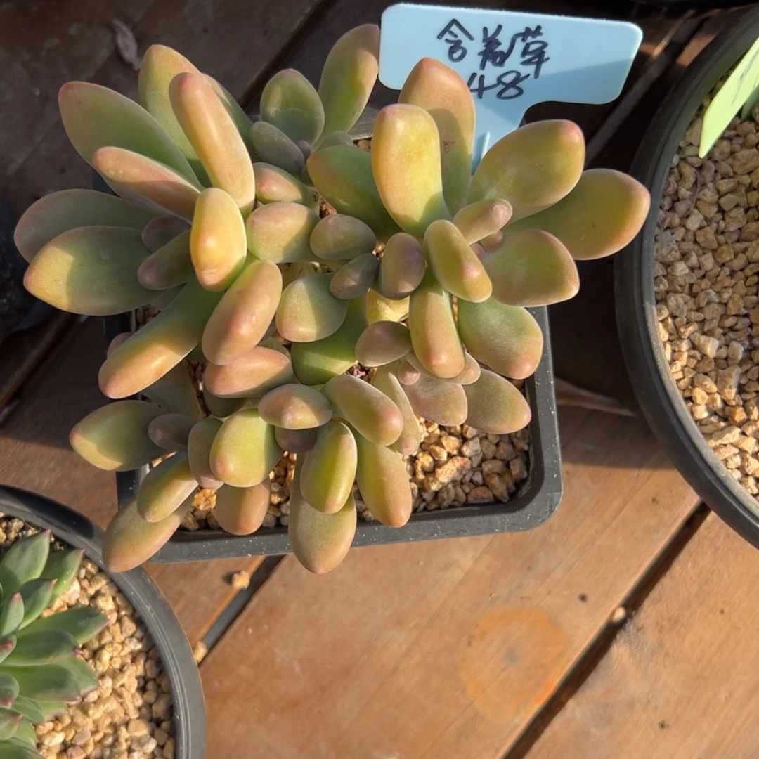 含***草芒果奶11111111111111