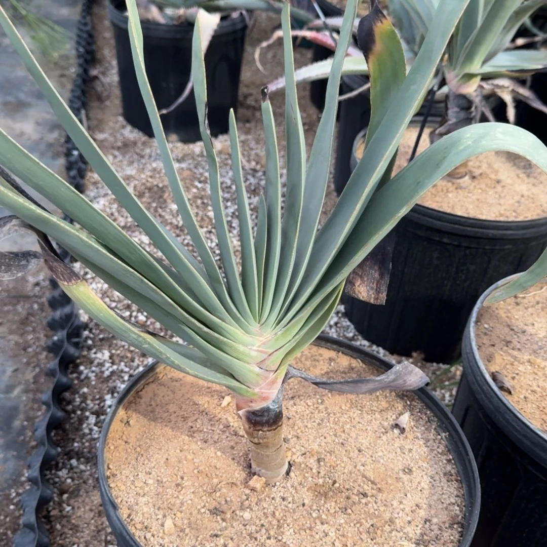 折扇芦荟一物一拍多肉