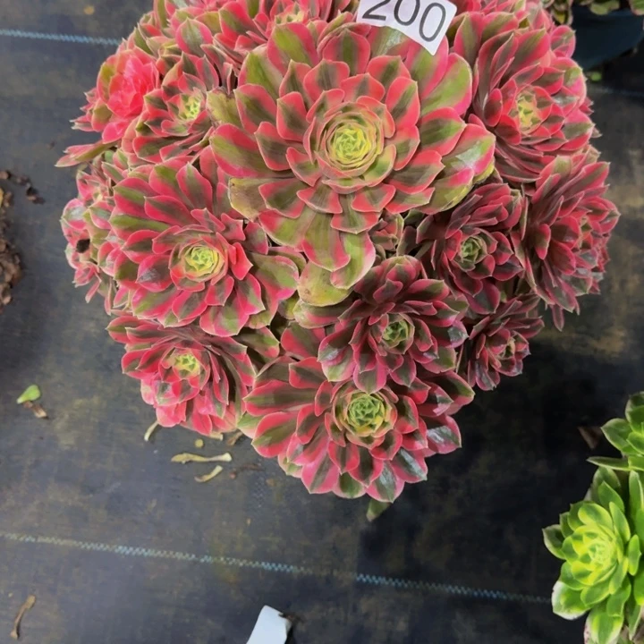 七彩石200000000000