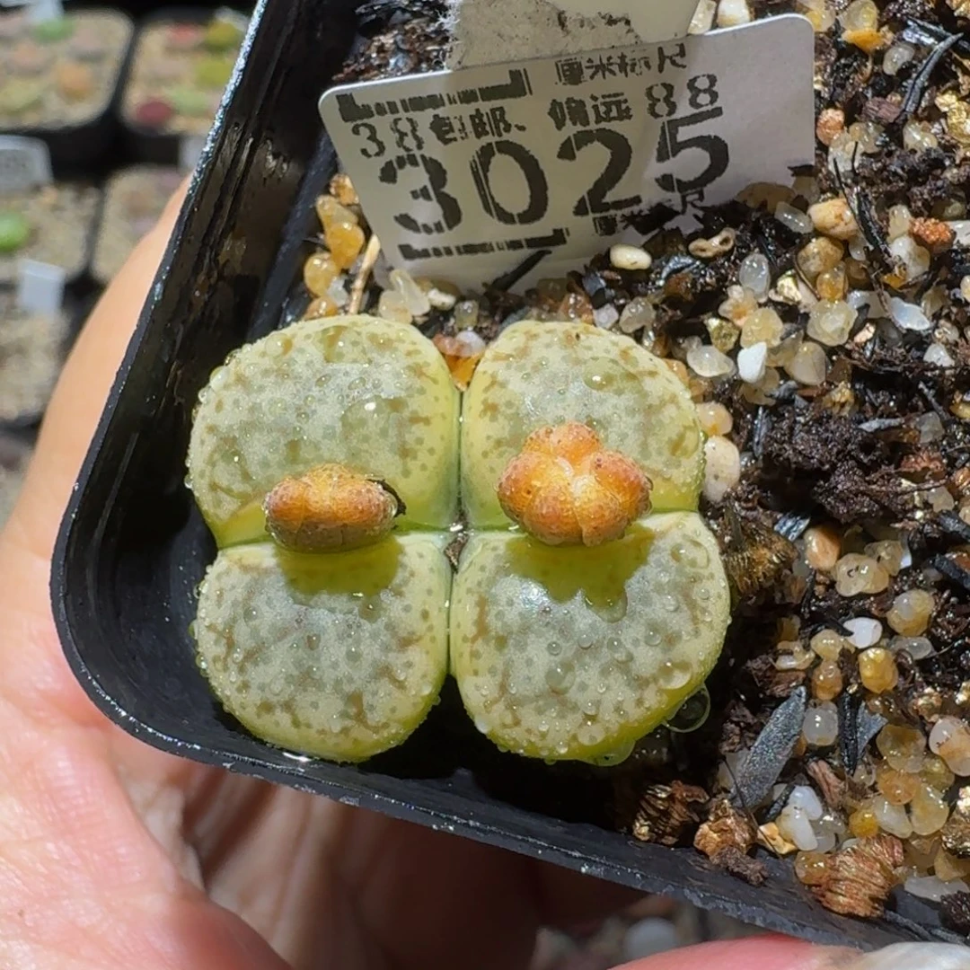绝绝绝子生石花3025