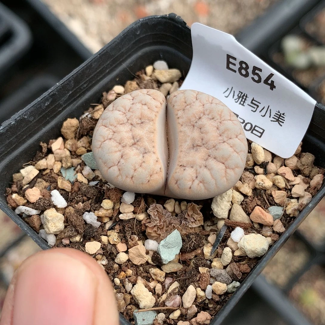 E854多肉植物保护