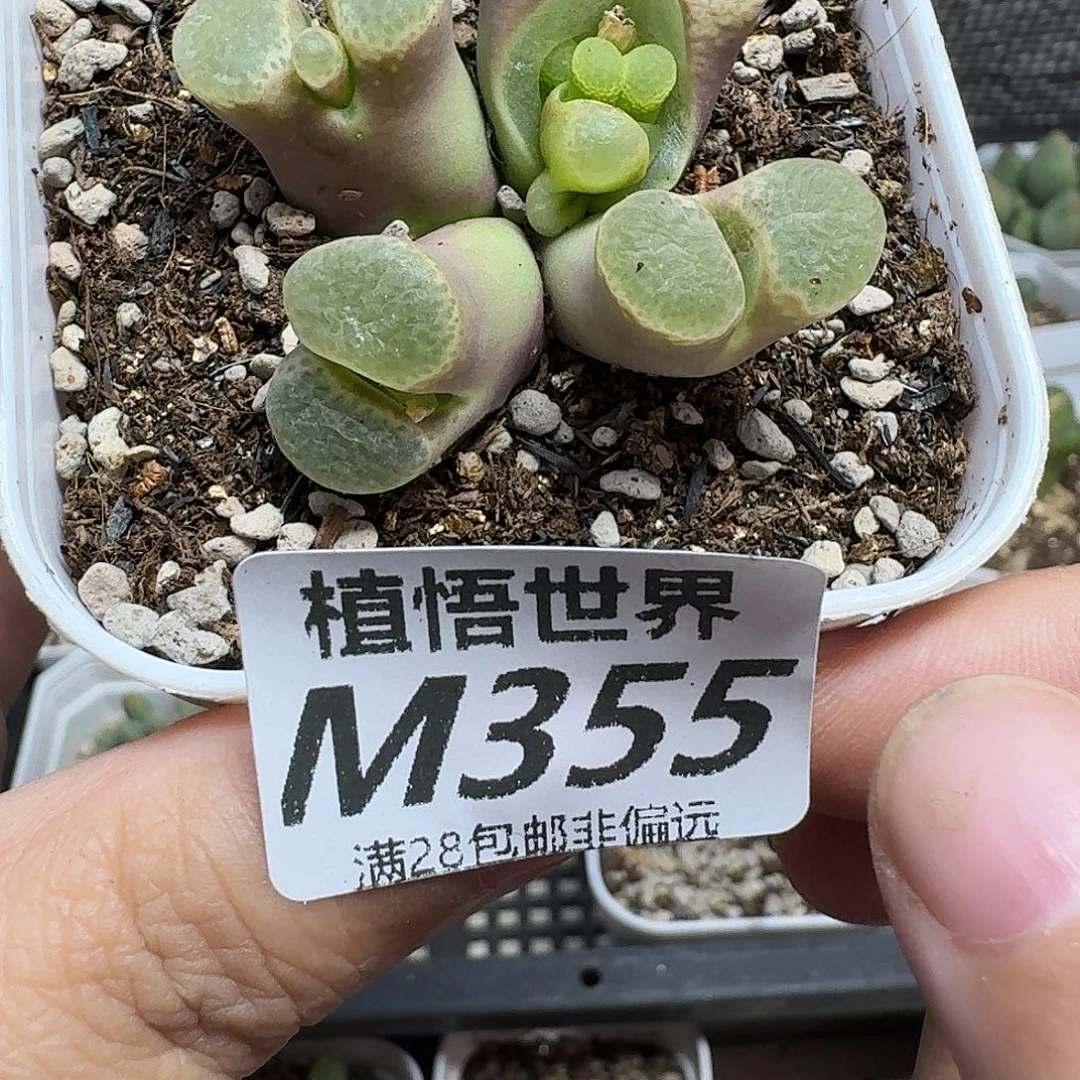 ****儿多肉植物的人生fghh