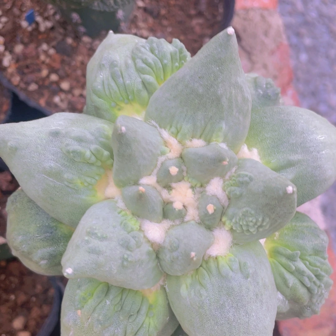 嫁接血怒特价福利