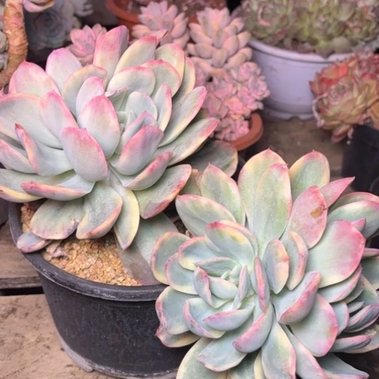 甜*多肉植物的植物