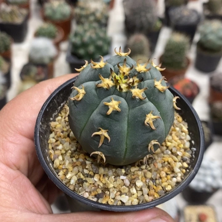 实生猫爪特价福利