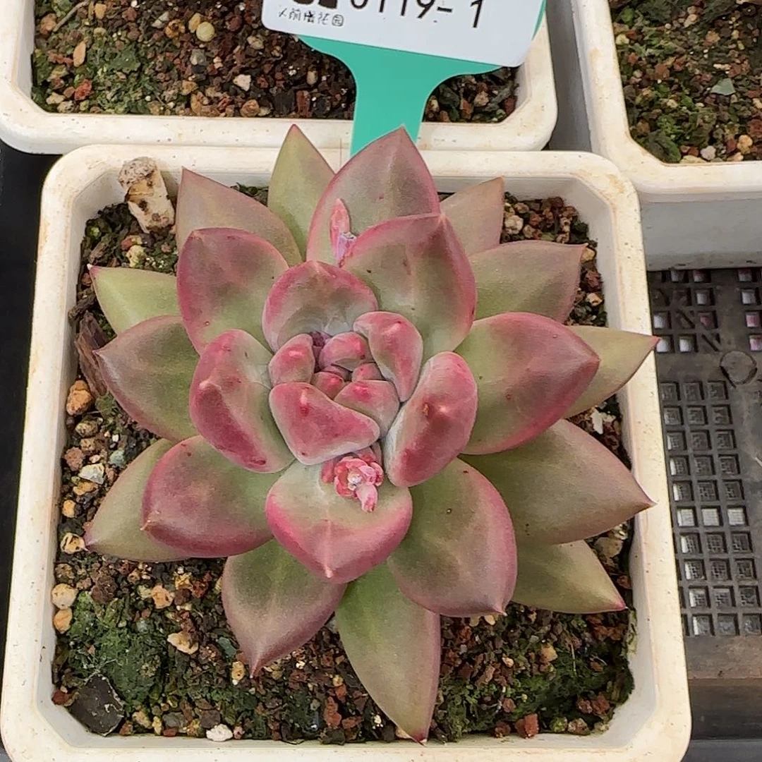 从前慢甄选多肉0119-1