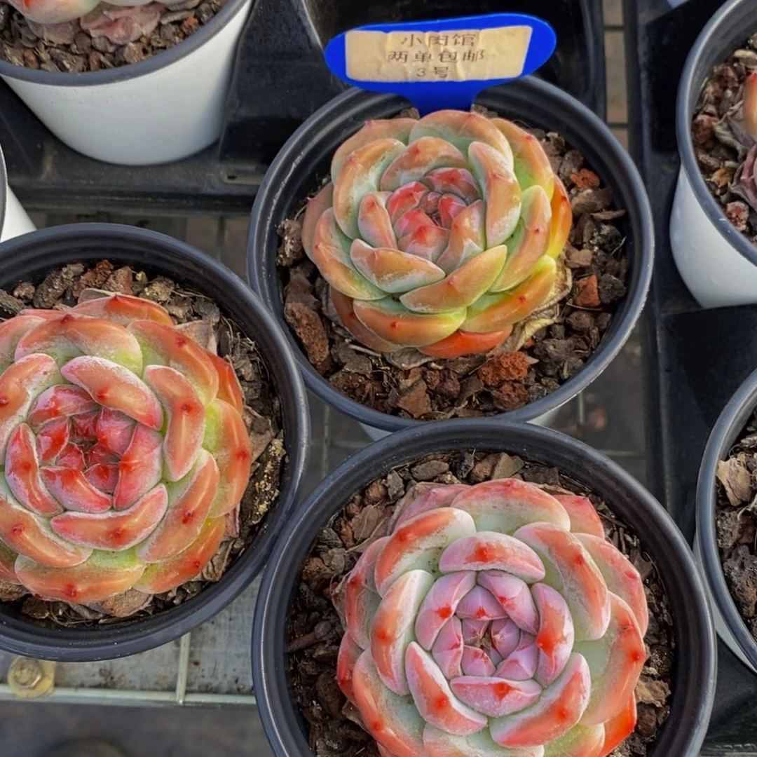 3-精品母本元气桃桃单头买一送一