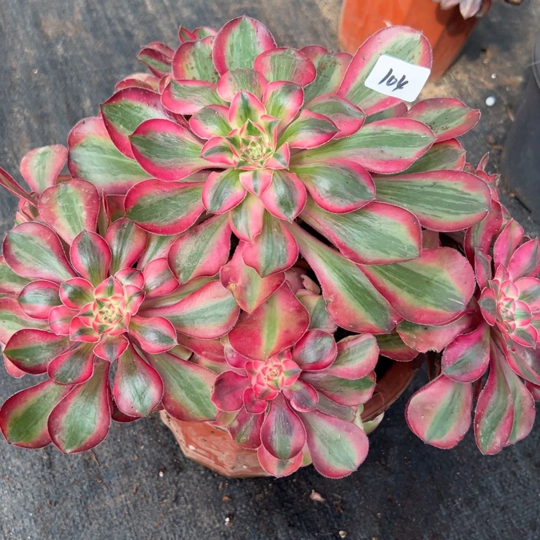 104爱丽丝捧花老桩多肉