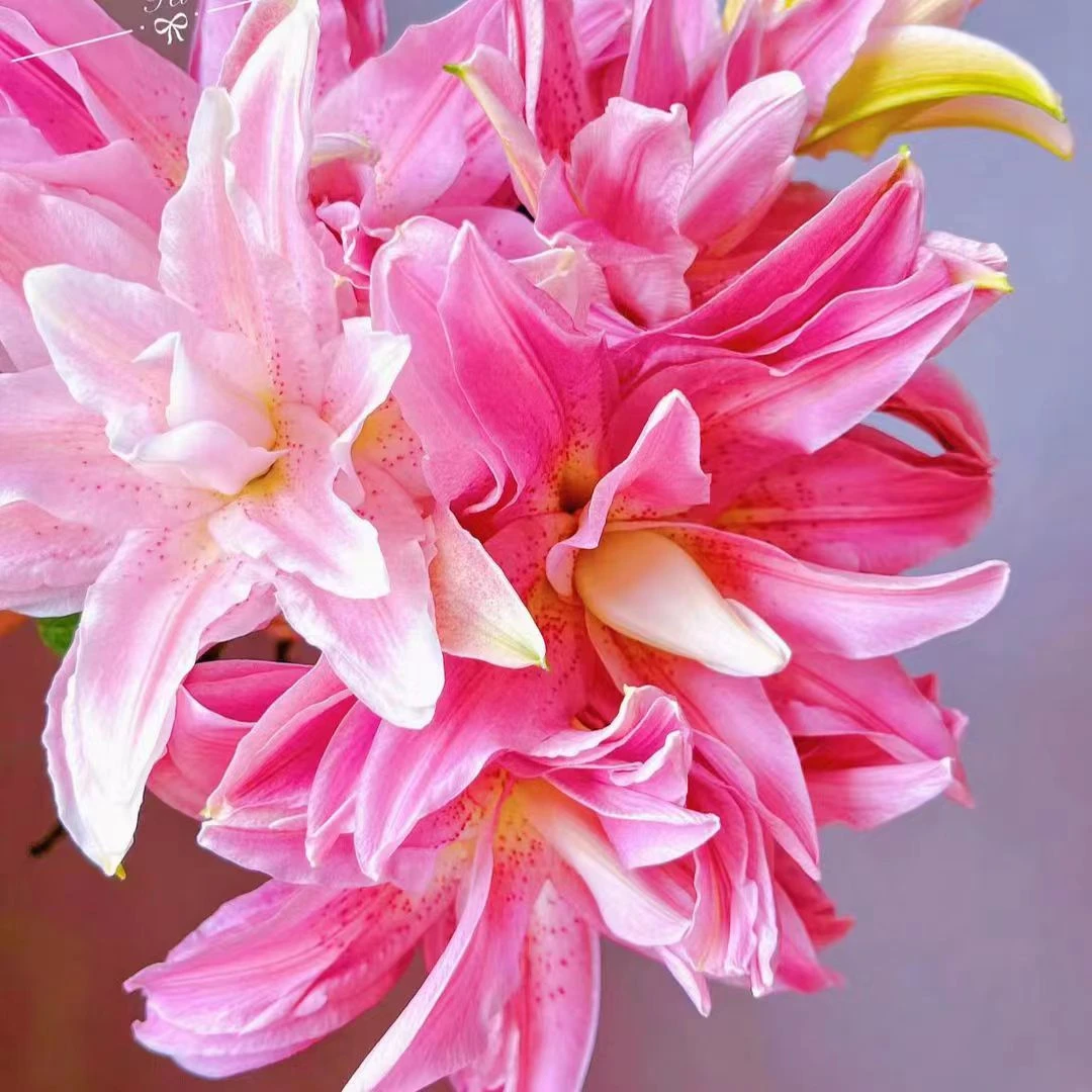 （莫妮卡）淡香型香水百合东北鲜花鲜些话养护家居原产地顺丰包邮