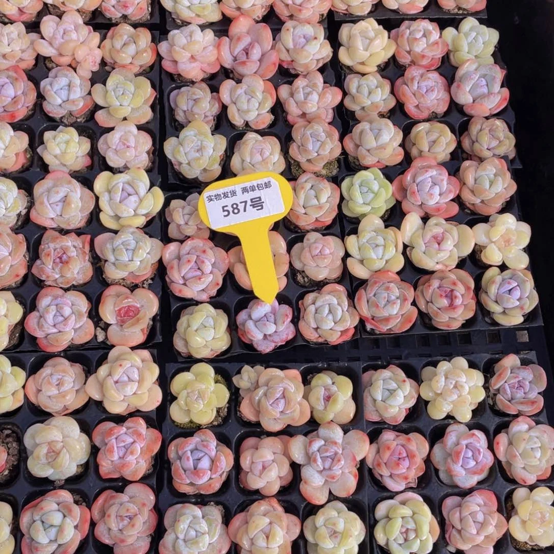 587号奶油果冻小白兔组合九个