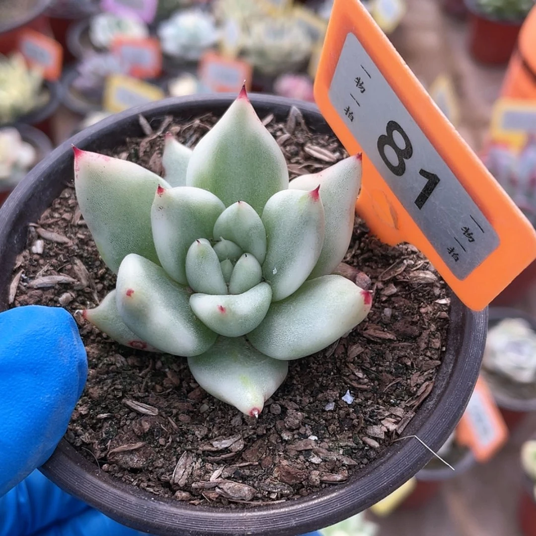 【闪购商品】81号乌木锦