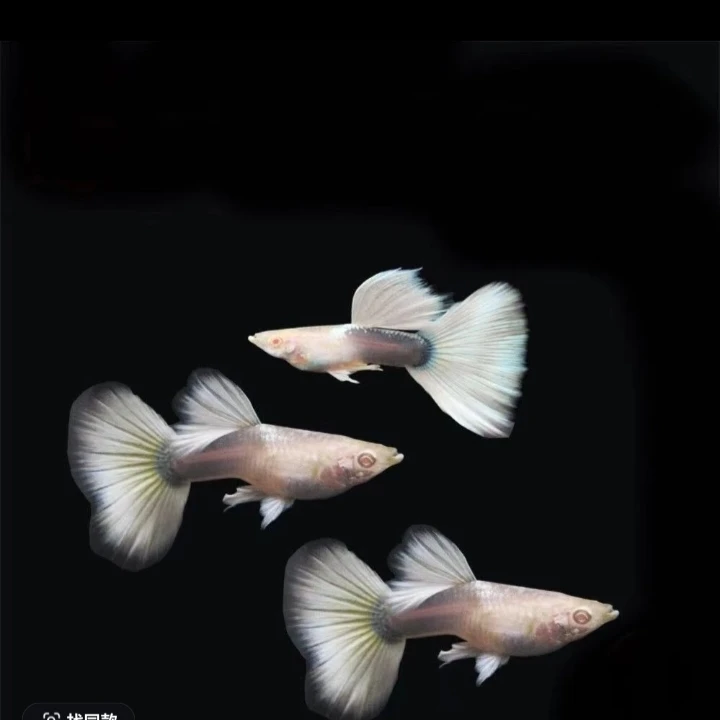 白金礼服2对4条（2送2备损）