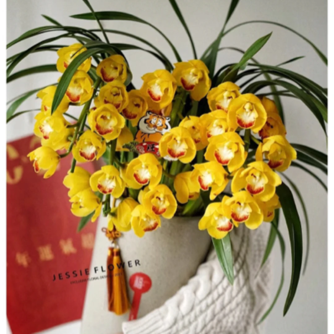 金色拱兰 金色时光 6支花剑大花惠兰 非常耐开室内高档年宵花