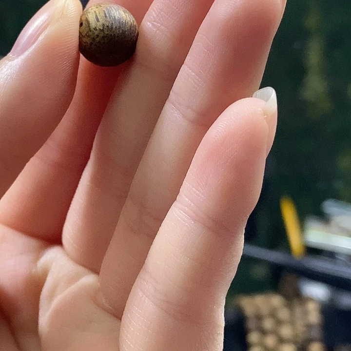 沉香沉香碎屑奇楠沉香散珠1.0规格两颗