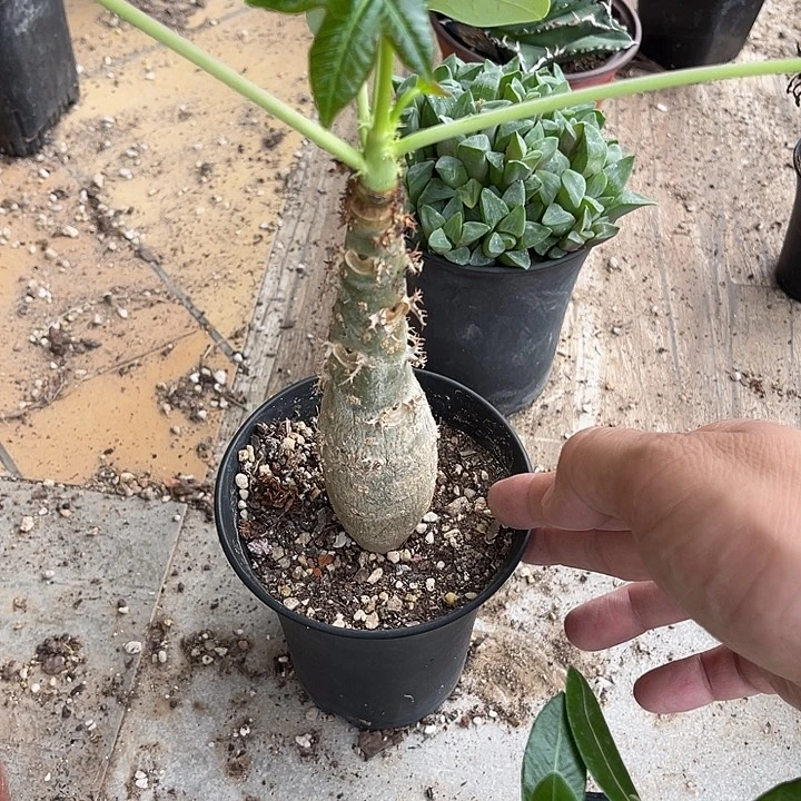 无花朵佛肚棠一物一拍的
