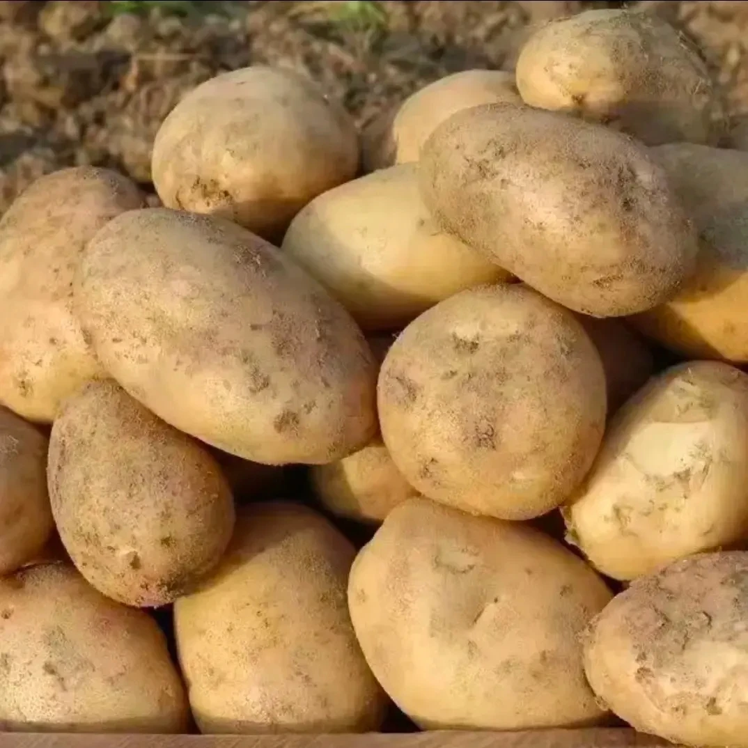 云南昭通高山沙地新鲜现挖黄皮黄心土豆软糯粉面可蒸煮炒炖