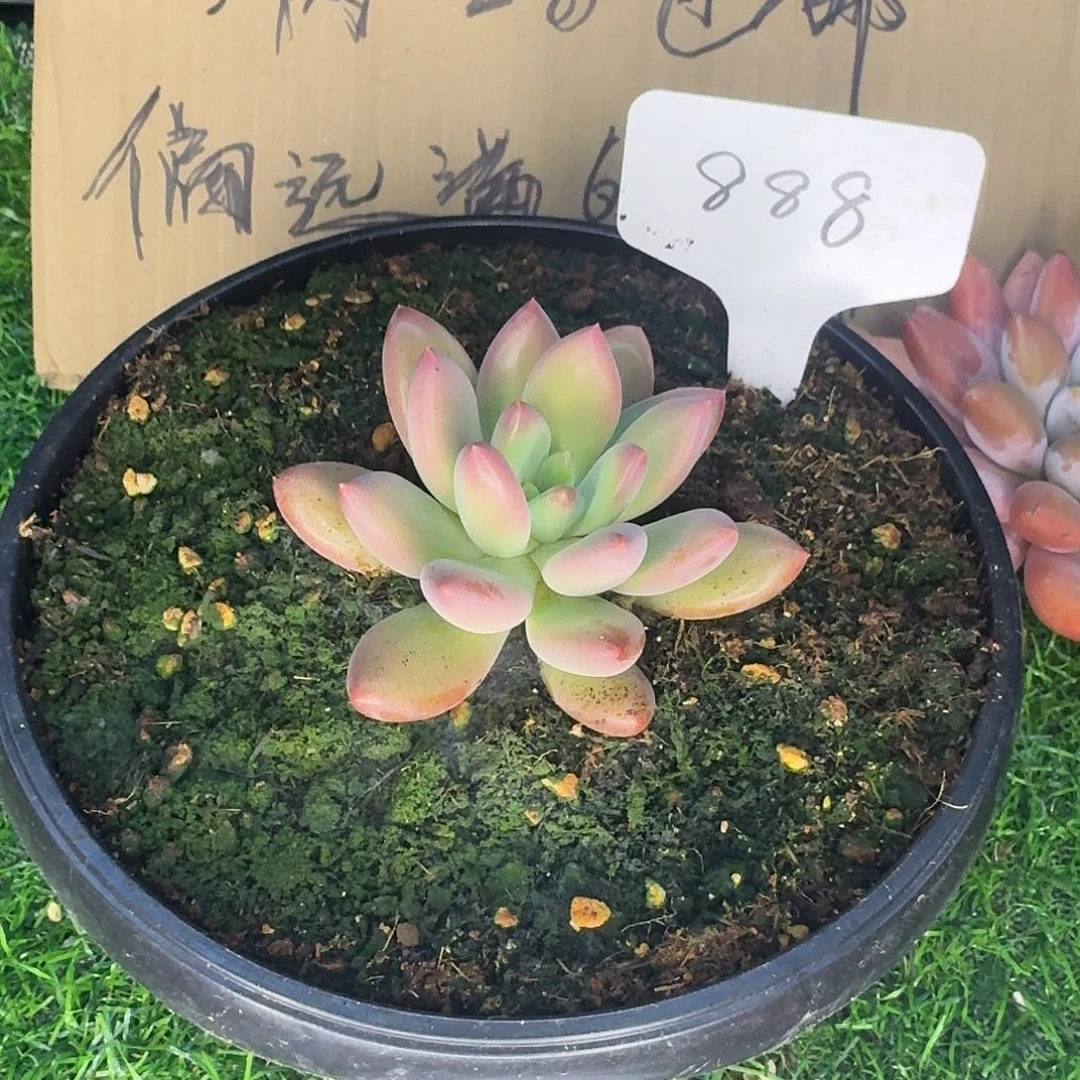 云南多肉小栈红体柠檬888