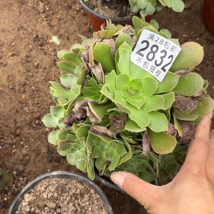 流星雨多肉植物2832