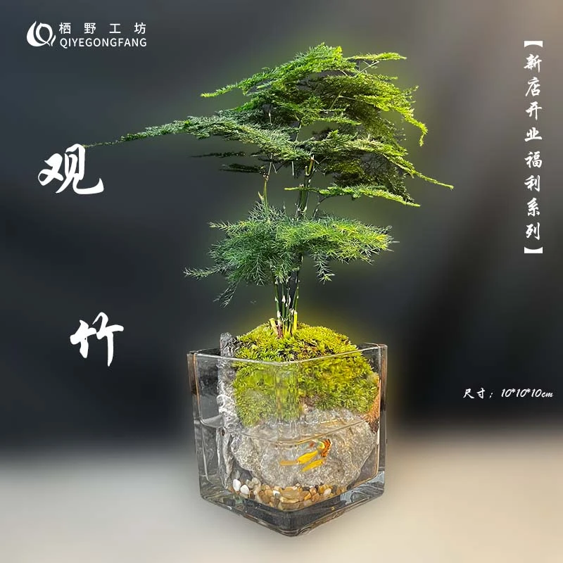 10cmx10cm方缸文竹青龙石生态鱼缸办公室绿植盆景造景