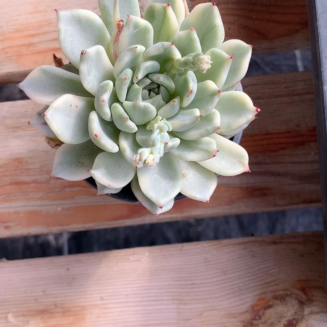 妲己锦多肉植物老桩