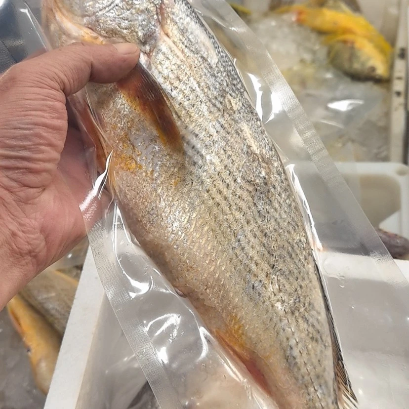 黄三鱼3斤春子鱼东海野生海鲜水产顺丰包邮3斤4-5条