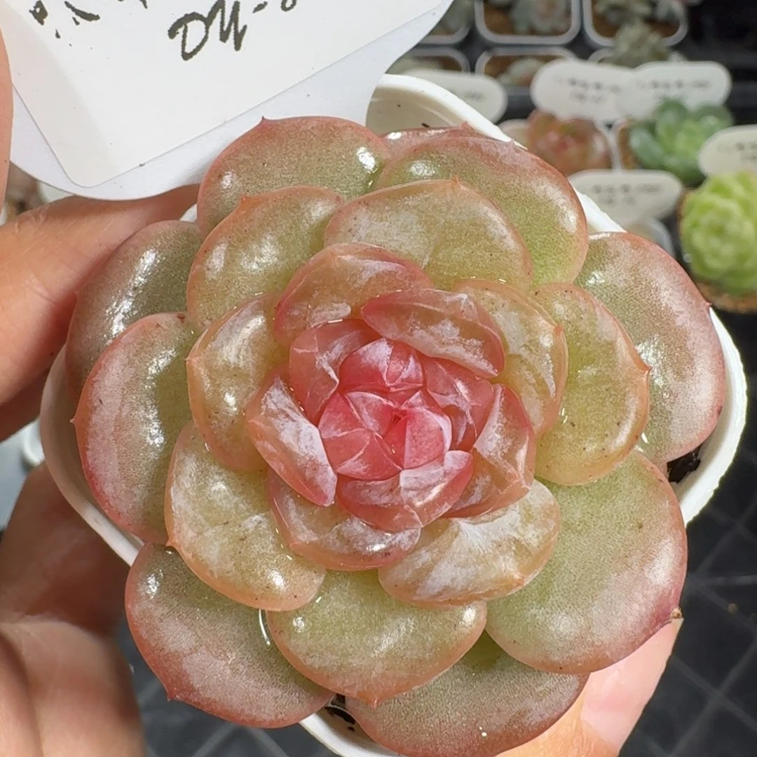 0925-081-编号单头