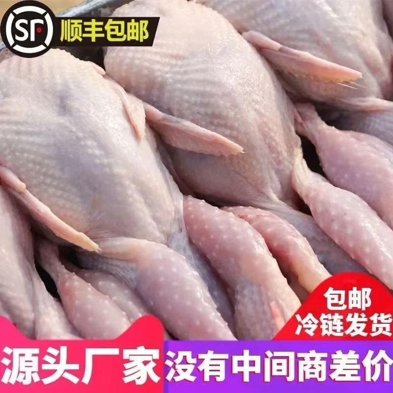 拍一发10【现宰杀好处理干净发货】呱呱鸡，小飞龙，顺丰冷链包邮