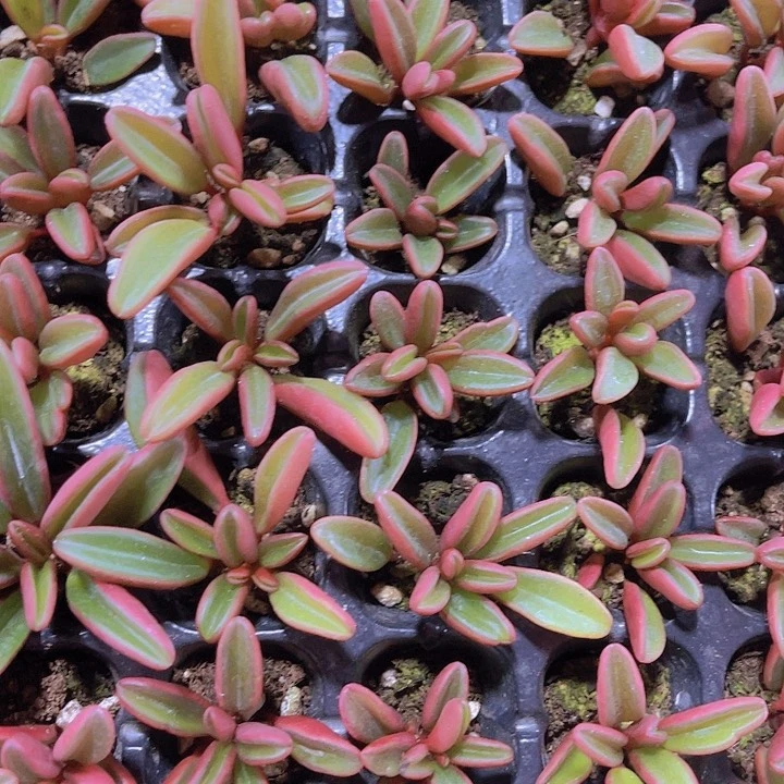 精品红背胶草多肉植物