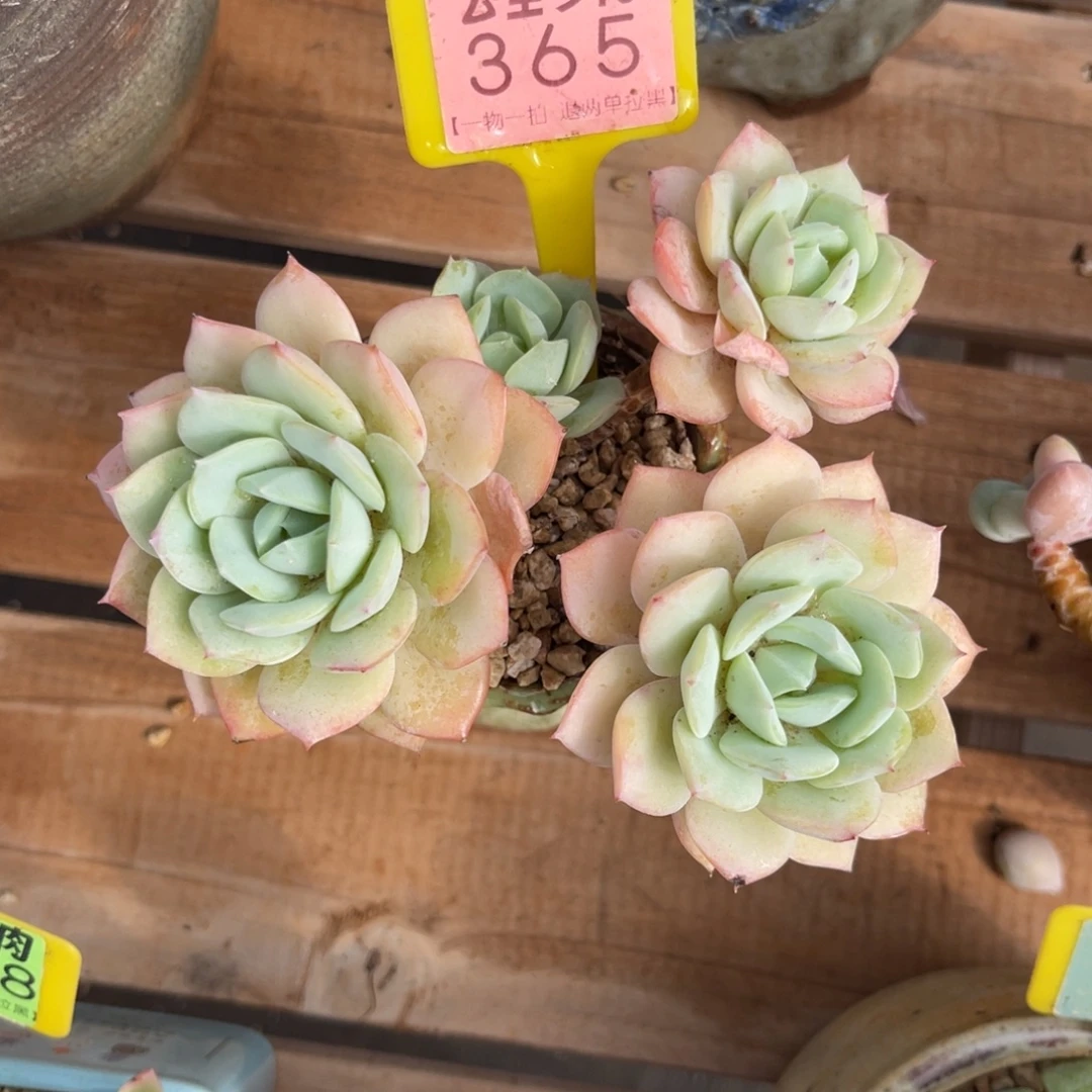 心***云尘多肉一物一拍365不含盆