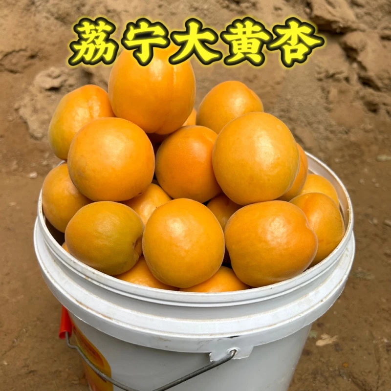 陕西大接杏凯特黄杏麦黄杏新鲜水果农家现摘酸杏子5斤包邮