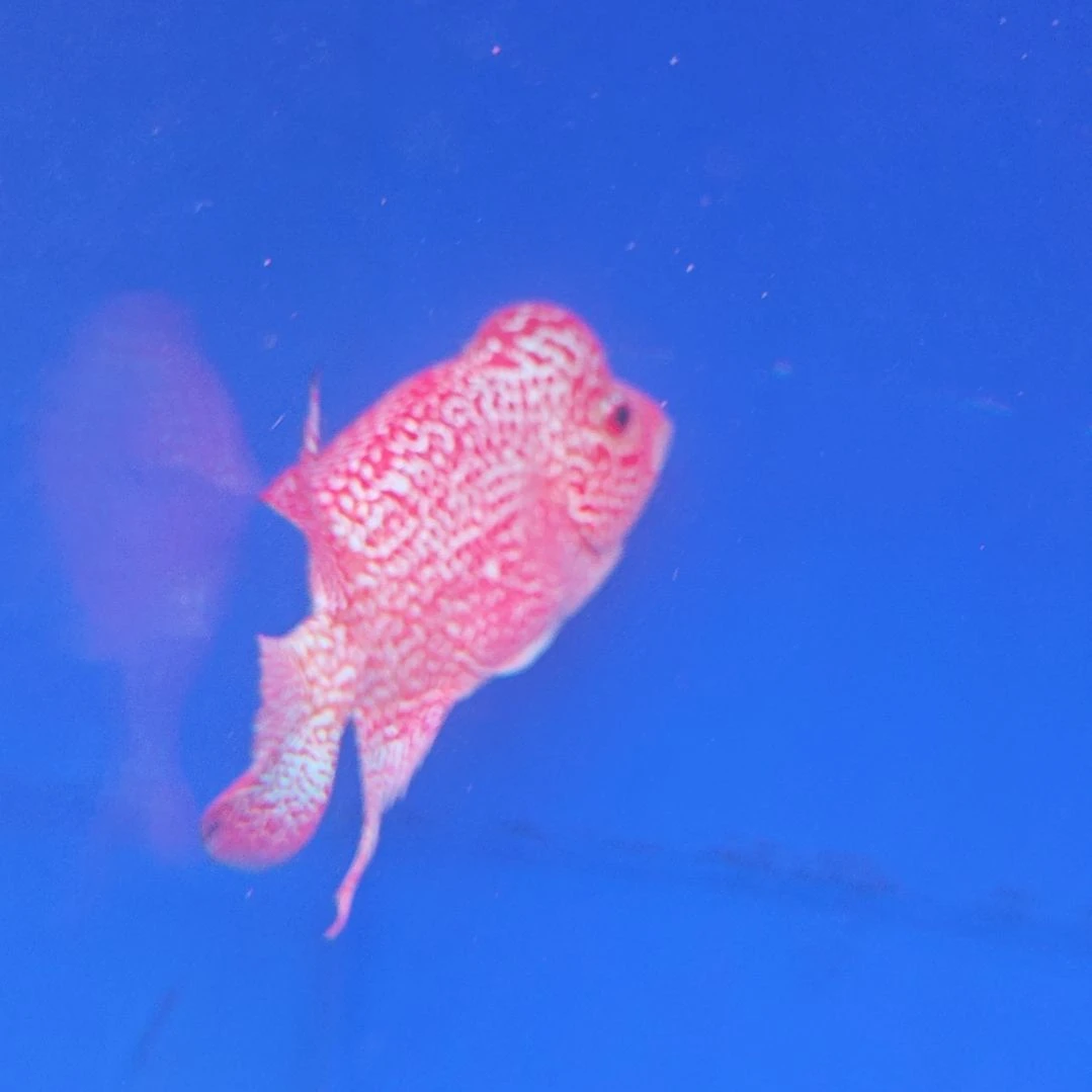 海水鱼淡水热带鱼罗汉鱼大苗