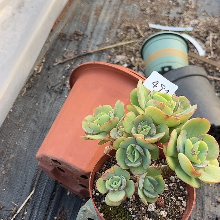 南***意492白凤脱土发货不退不换